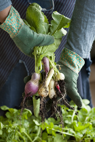 The Edible Balcony - Indira Naidoo (2 of 10)
