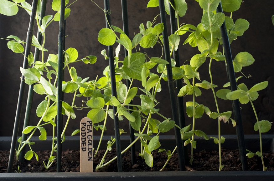 The Edible Balcony - Indira Naidoo (7 of 10)