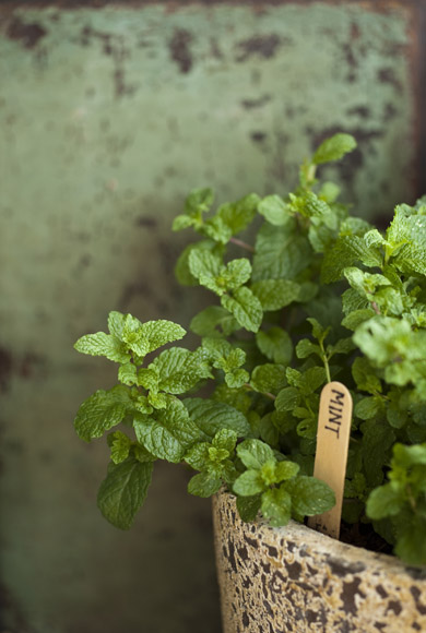 The Edible Balcony - Indira Naidoo (8 of 10)